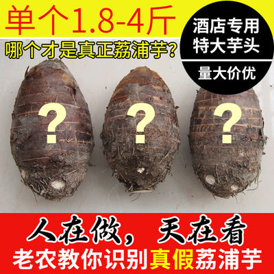 特大号荔浦芋头产地直发量大价优