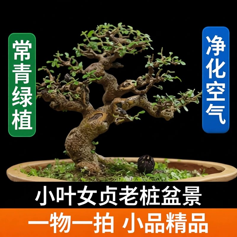 小叶女贞老桩盆景矮霸绿植常青办公桌净化空气一物一拍小品