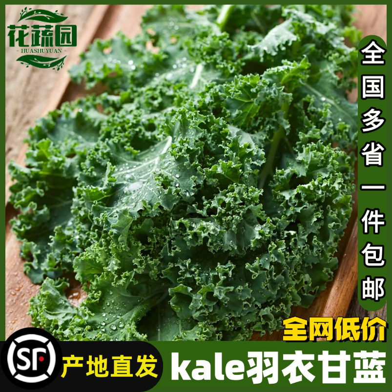 云南新鲜羽衣甘蓝嫩叶甘兰芥蓝菜叶西餐榨汁蔬菜嫩叶羽衣甘蓝