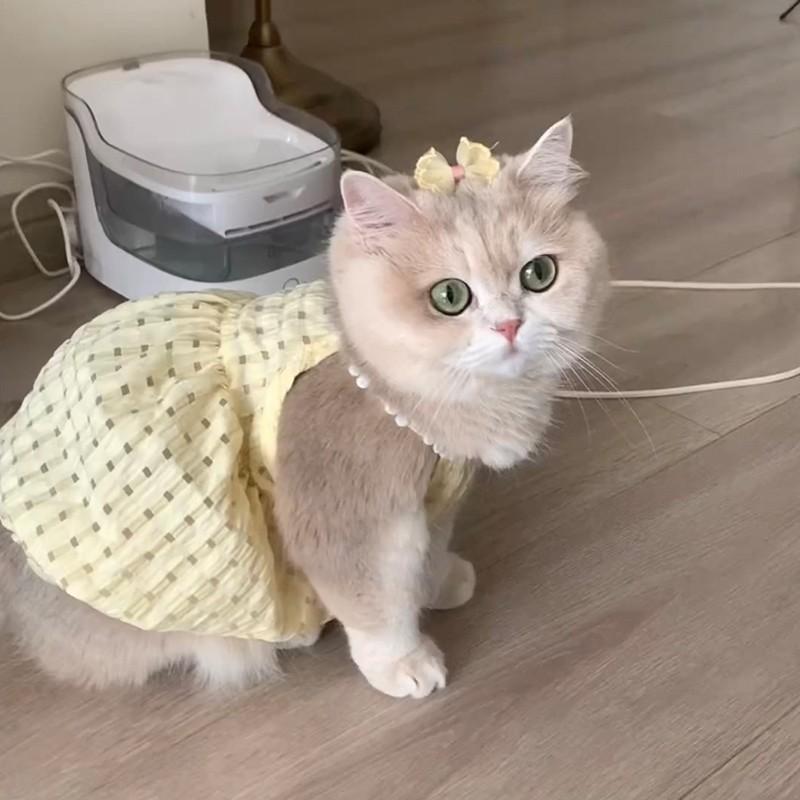 猫咪衣服小猫裙子春夏防掉毛宠物连衣裙金渐层德文布偶薄款可爱狗
