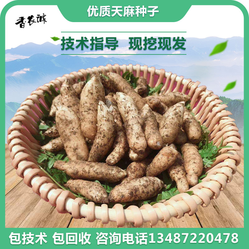 天麻种子天麻种植天麻种子乌红杂交种子天麻种苗乌红杂交1斤起发