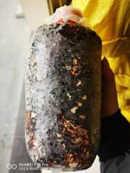 蜜环菌伴生菌黄豆菌培养天麻蒴果育种专用培养菌床菌种天麻种子