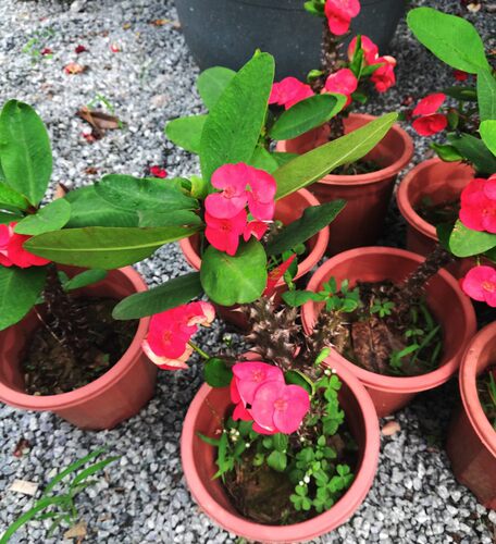 虎刺梅铁海棠阳台庭院绿植盆栽