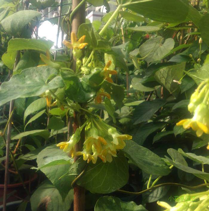 食用藤本 夜来香 夜兰香 夜香花 芳香驱蚊保健蔬菜 花卉绿植