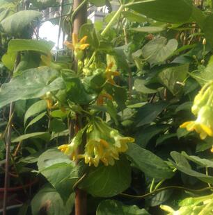 食用藤本 夜来香 夜兰香 夜香花 芳香驱蚊保健蔬菜 花卉绿植