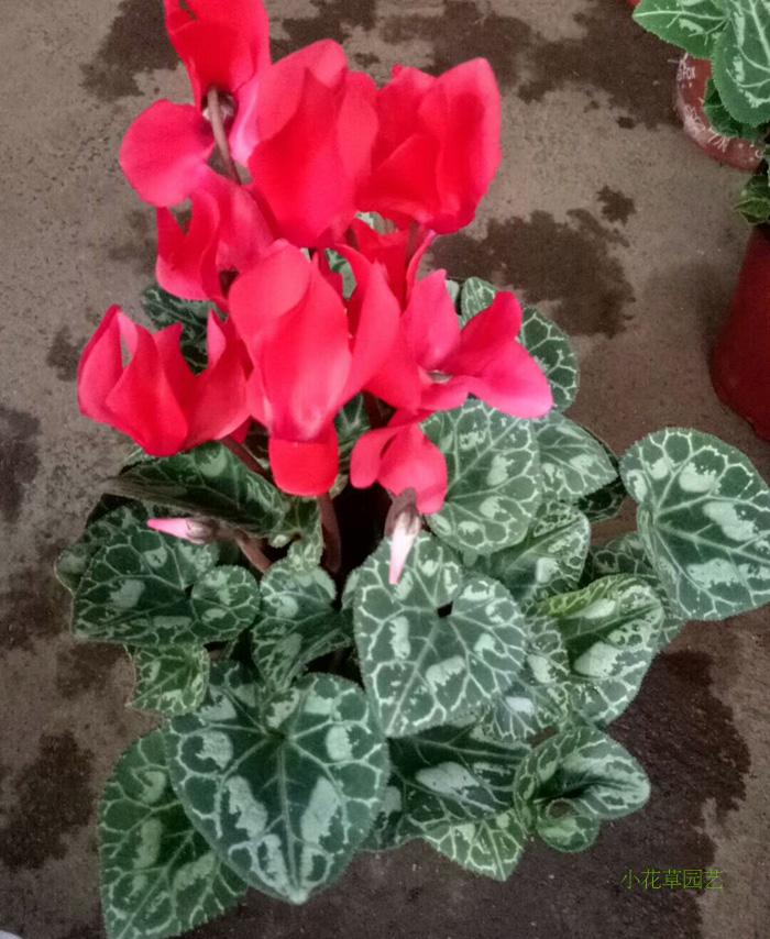 仙客来盆栽带花 好养的花开花不断观花植物室内花 冬天开花的花卉