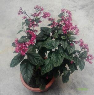 龙吐珠盆栽麒麟吐珠大盆 紫红白花红心已开花带泥发货