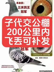 种鸽子信鸽子活体幼鸽特比成绩赛鸽蛋公棚鸽杨阿腾桑杰士詹森一对