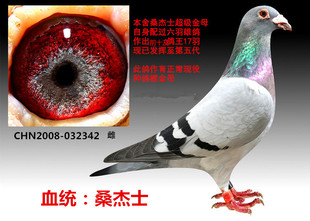 桑杰士信鸽活体成绩鸽比利时种鸽詹森种鸽幼鸽血统鸽信鸽种鸽赛鸽