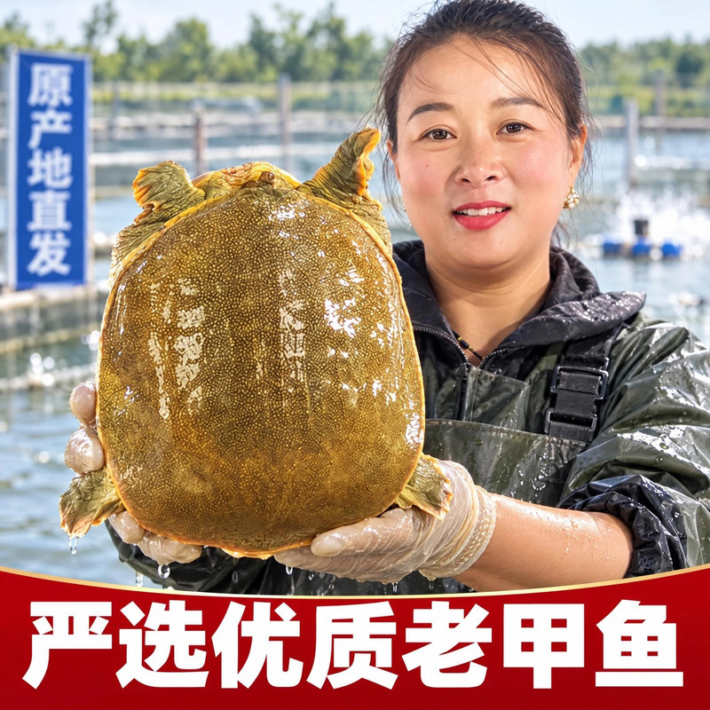 顺丰包邮生态甲鱼野外鲜活食用老鳖外塘水鱼活体王八团鱼青黄背