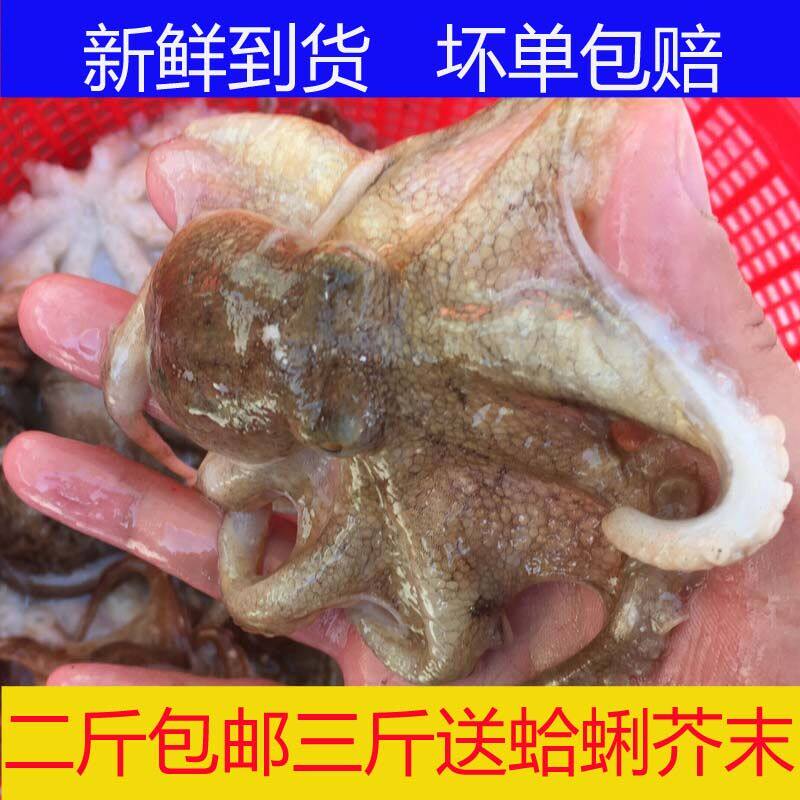 迷你八爪鱼 鲜活 急冻小章鱼 野生鱿鱼 海鲜八带鱼望潮八梢鱼