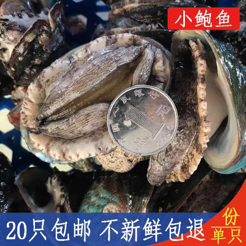 鲍鱼鲜活 新鲜活鲍鱼贝类海鲜水产深海大鲍鱼 20只包邮江浙沪皖鲁