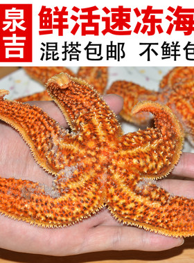 海星海鲜食用野生新鲜海五星满籽熟冻即食海鲜干货250g包邮