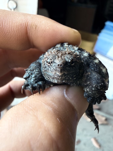 原种佛鳄龟爆刺鳄鱼龟幼苗佛鳄龟活物乌龟宠物