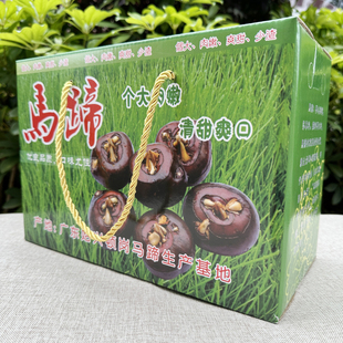 韶关始兴马蹄大果5斤现挖新鲜甜10斤顿岗特产无渣荸荠乐昌送礼