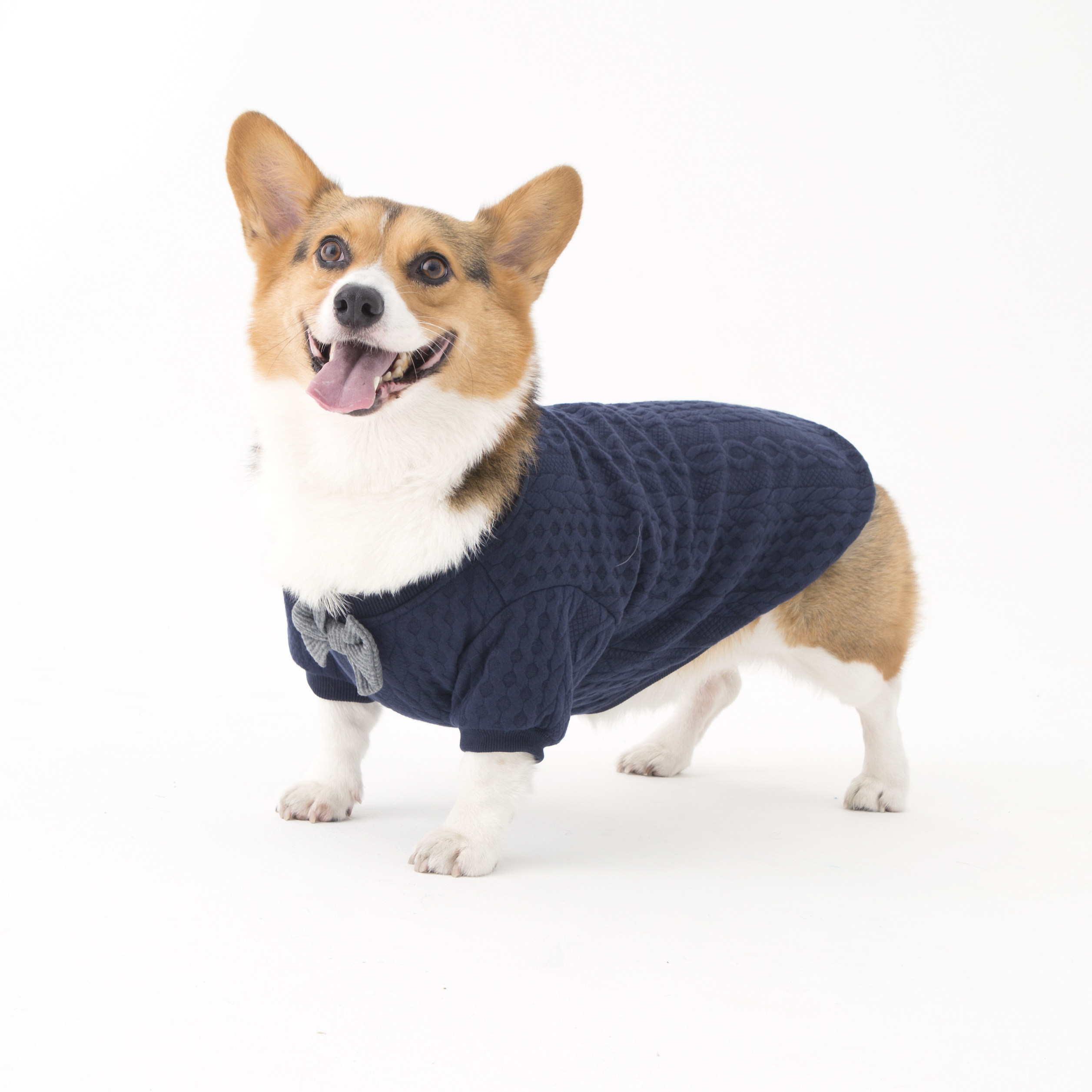 狗狗秋冬装蝴蝶结衣服帅气针织棉柯基柴犬雪纳瑞泰迪法斗两脚装