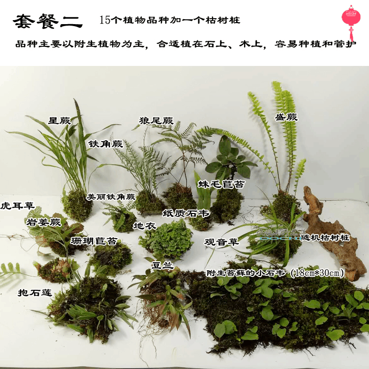 热带雨林生态缸造景素材~水陆缸植物~生态园林材料(植物大套餐)