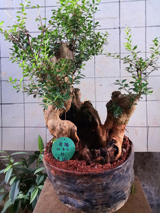 万紫千红映山红姬紫薇金紫薇老鸭米叶罗汉松福建茶榆树胡椒木