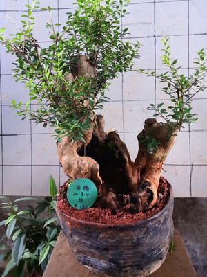 万紫千红映山红姬紫薇金紫薇老鸭米叶罗汉松福建茶榆树胡椒木