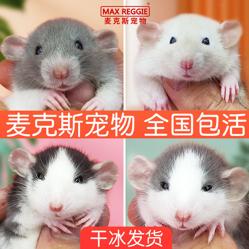 麦克斯花枝鼠活物宝宝学生宿舍