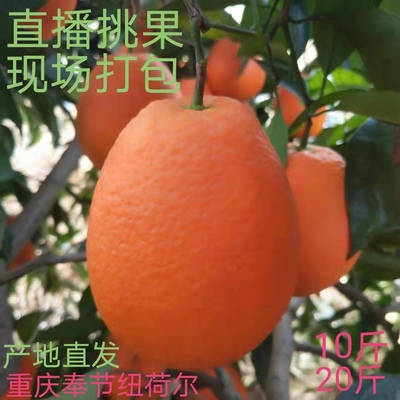 （中通快递）当季重庆奉节脐橙20斤纽荷尔手剥橙新鲜孕妇水果长虹