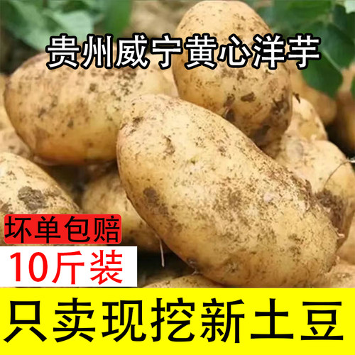 贵州农特产正宗威宁黄心洋芋土豆新鲜高山老品种黄皮马铃薯十斤装