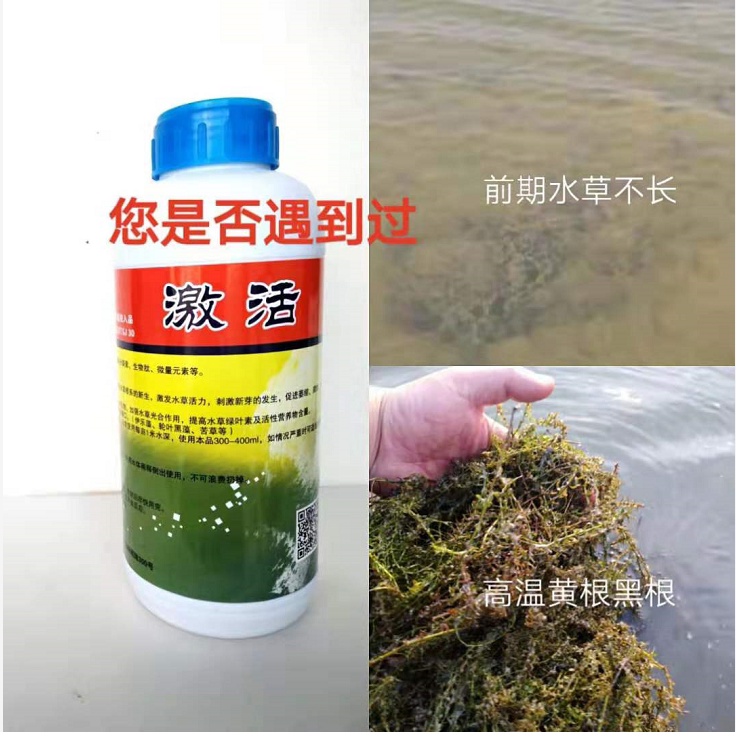 激活水产水草专用生长肥调节剂高温保草根护草丹防草萎缩腐烂黑根