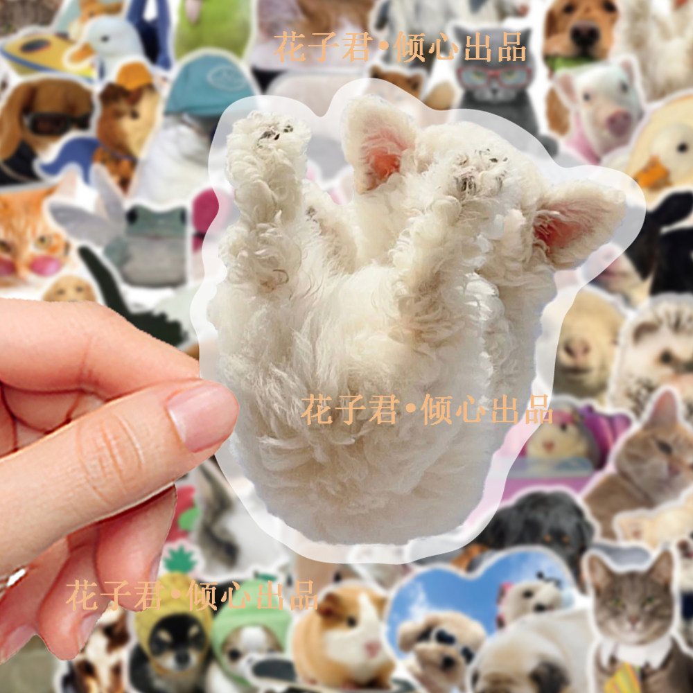 100张写真动物PET贴纸呆萌可爱萌趣搞怪创意趣味装饰贴画水杯,玩具/童车/益智/积木/模型,贴纸,淘宝优惠券,粉丝福利购,淘宝优惠卷