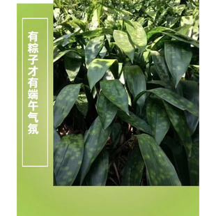 正宗云南高山热卖野生花点现割现发大粽叶非竹叶一棕一叶50张