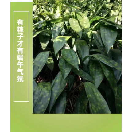正宗云南高山热卖野生花点现割现发大粽叶非竹叶一棕一叶50张