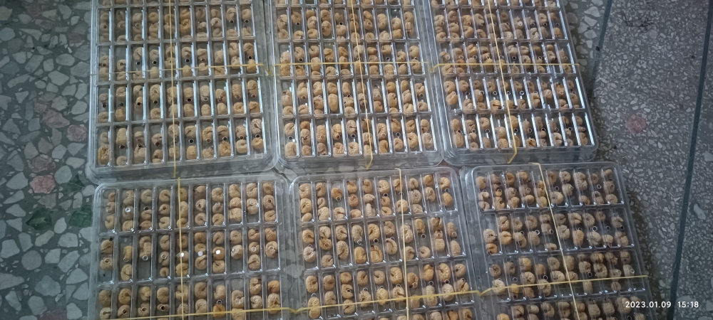 葛根虫纯食用葛虫葛藤葛蛹活体带藤高蛋白现剥现发喂鸟