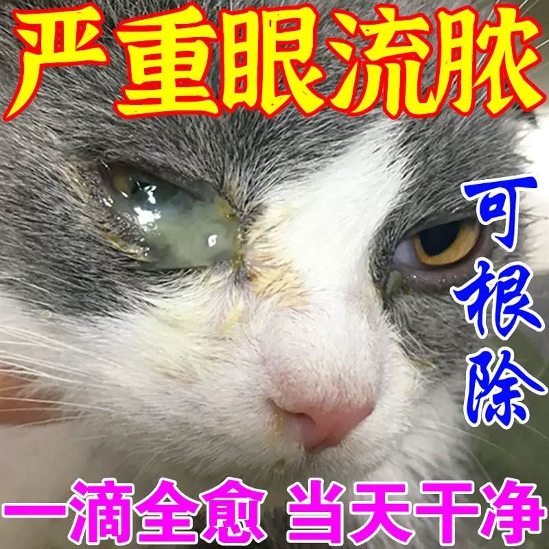 猫咪眼睛发炎流泪氯霉素宠物滴眼液治眼角红肿流脓抗菌消炎眼药水 宠物/宠物食品及用品 眼部清洁 原图主图