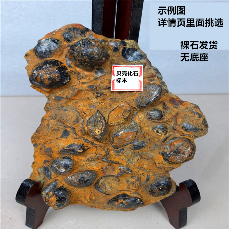 古生物化石标本奇石礼物文玩摆件