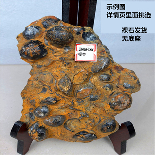 贝壳古生物化石教学标本原石商务礼品观赏石奇石,无底座摆件
