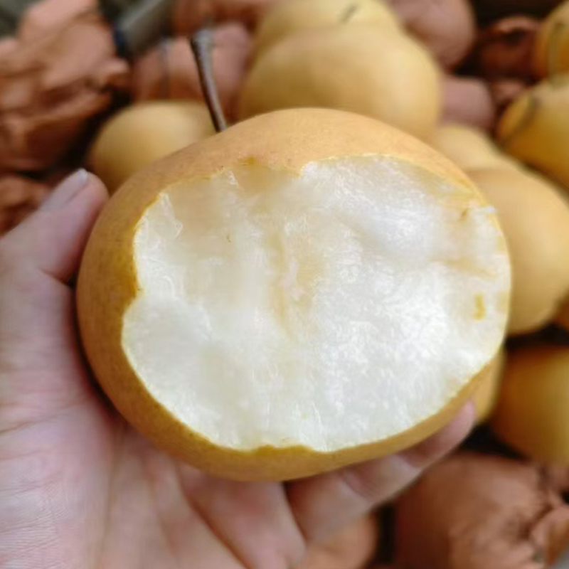 秋月梨新鲜5斤正宗东北冰糖梨子当季现摘羊脂梨脆甜多汁香梨雪梨