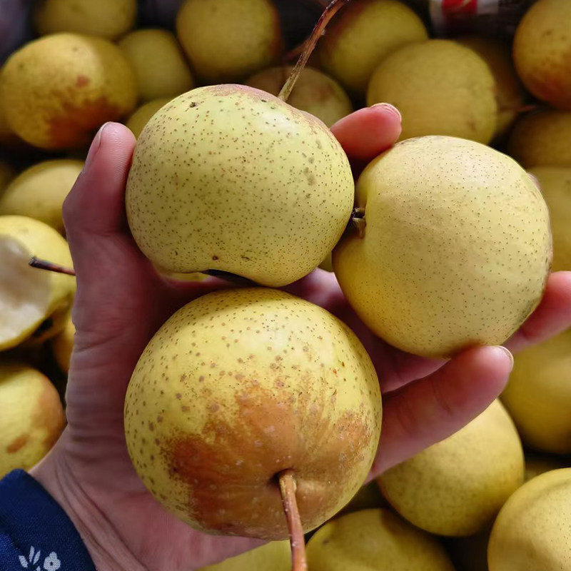 老品种花盖梨酸甜可口绥中花盖梨可做冻梨酸甜适中酸花盖特级果,水产肉类/新鲜蔬果/熟食,梨,淘宝优惠券,粉丝福利购,淘宝优惠卷