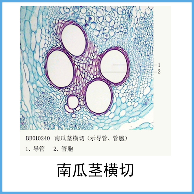 显微镜生物切片植物类标本玻片南瓜茎横切染色均匀细胞清晰单片可