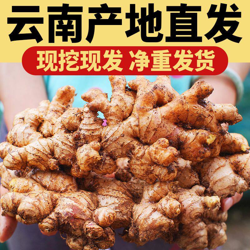 云南小黄姜老姜生姜新鲜黄姜土姜现挖子姜嫩姜鲜姜嫩姜牙10斤包邮