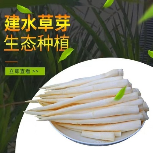 云南特产建水草芽新鲜蔬菜象牙菜