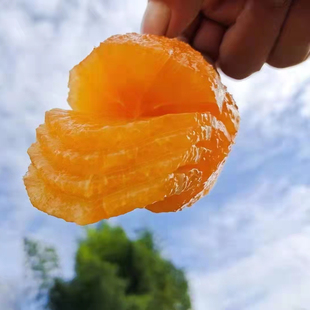 宜昌长阳清江正宗岩松坪九月红脐橙橙子10斤新鲜果孕妇水果整箱