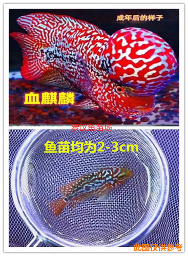 爆头进口麒麟罗汉鱼热带鱼火凤凰