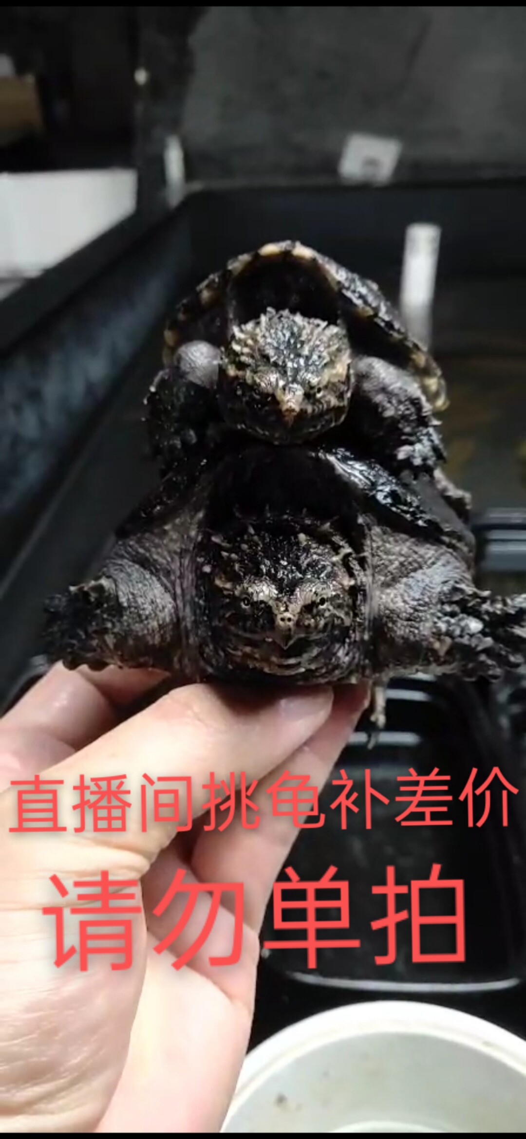 直播间选龟原种佛鳄白化黄化中美魔眼佛鳄活体龟观赏龟宠物龟深水