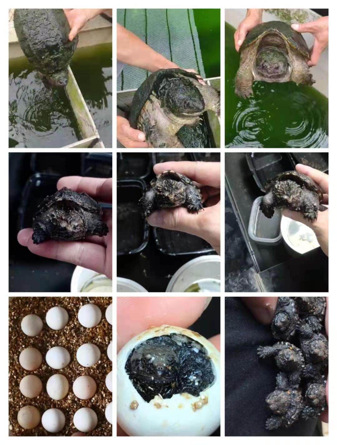 直播间选龟原种佛鳄小亚成深水龟活体乌龟原种巨型大型凶猛宠物龟