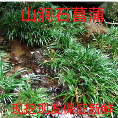 绿植山涧药用四季长青庭院石菖蒲