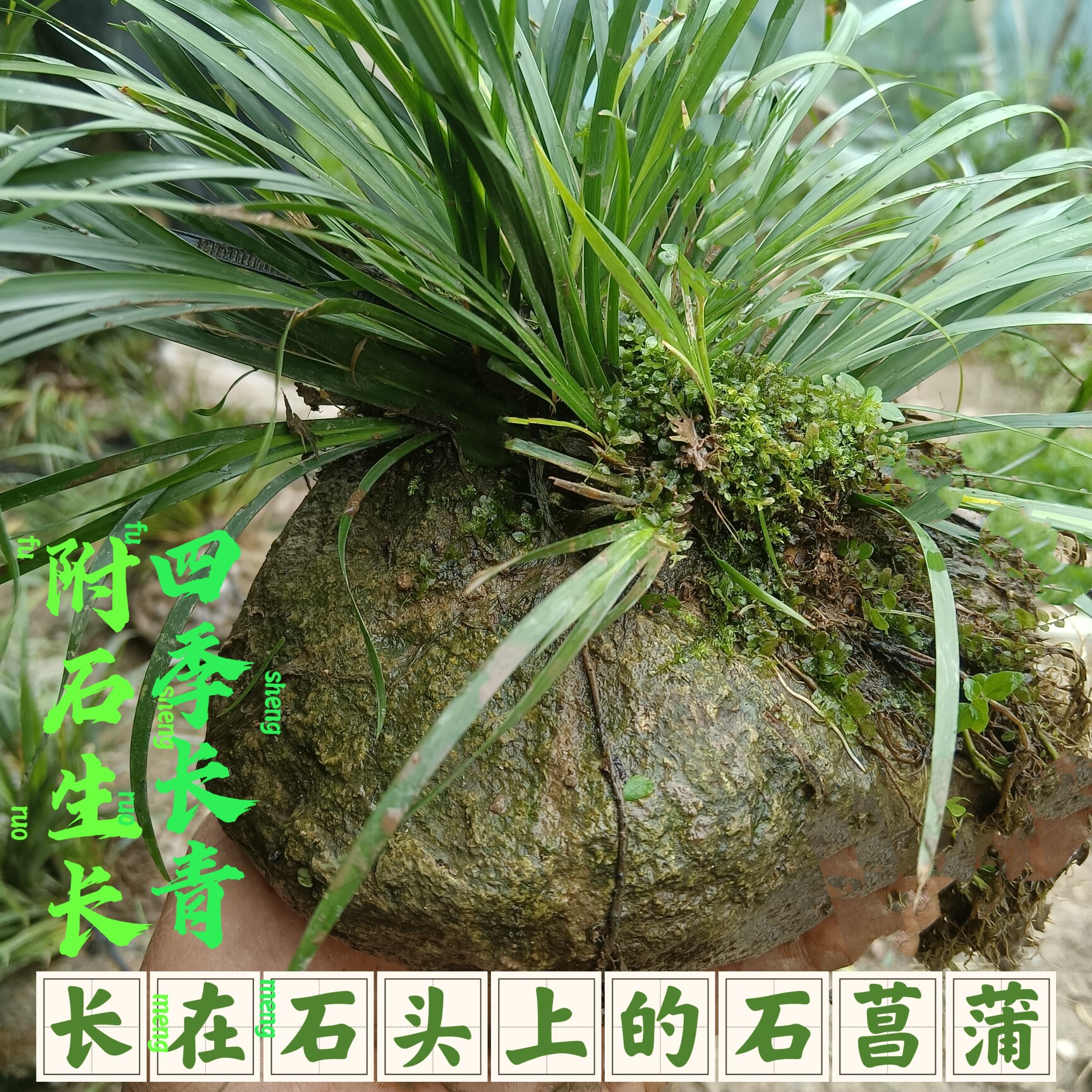 附石菖蒲盆景盆栽鱼缸过滤龟池造景水培植物花卉绿植室内栽培