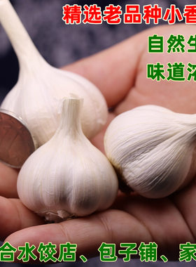 小香蒜兰陵县苍山大蒜饭店香辣