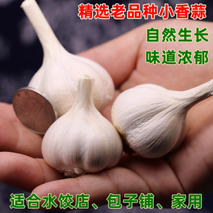 小香蒜兰陵县苍山兰陵大蒜四六瓣笨蒜干蒜家用面馆饭店小蒜香辣粘
