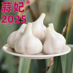 25年苍山大蒜兰陵老品种笨蒜白皮大蒜头山东农家自种新鲜蒜干蒜子