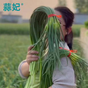 2026年新鲜苍山蒜薹白帽蒜苔兰陵县原产优质蔬菜产地直发蒜毫大蒜