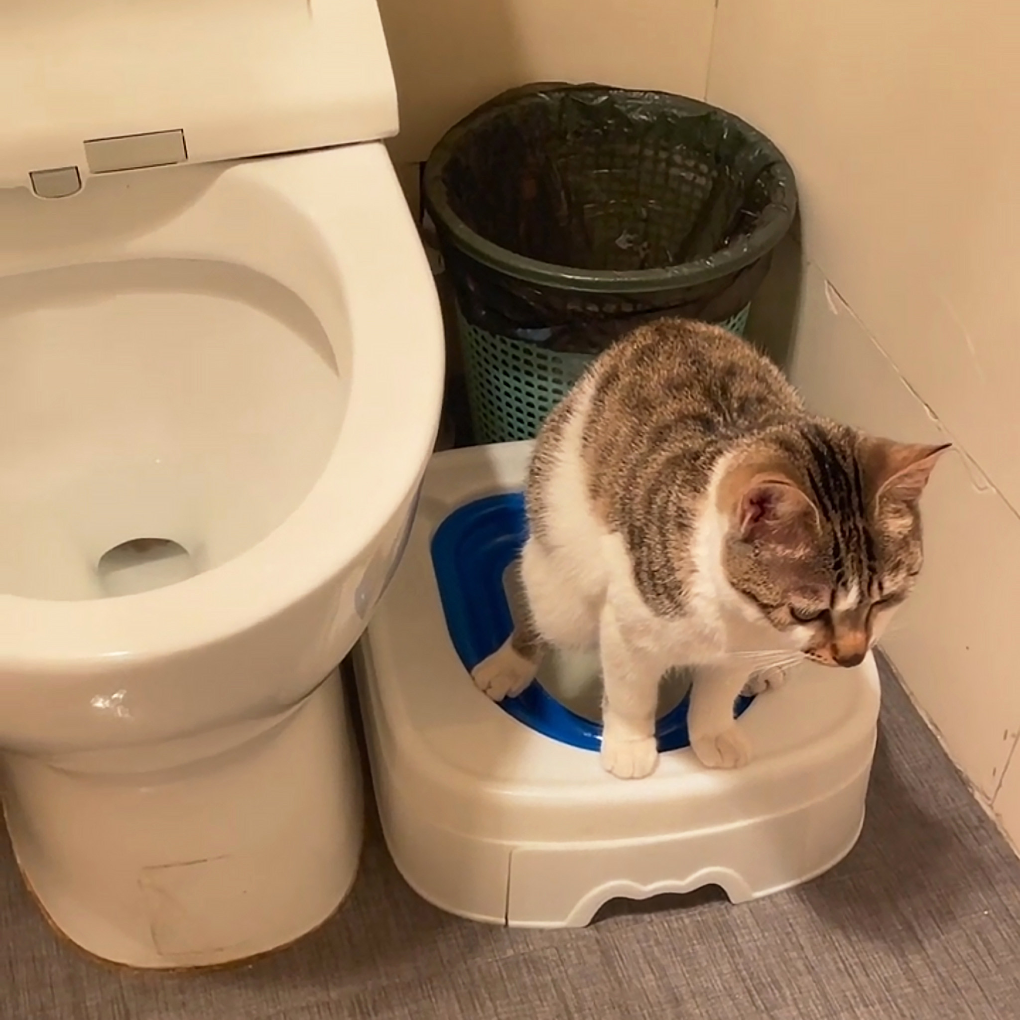 猫咪马桶训练器猫厕所可重复使用环保猫屎盆猫学习蹲坑神器省猫砂